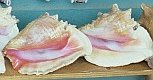 Weltweit geschützte Riesenfechterschnecke schneck